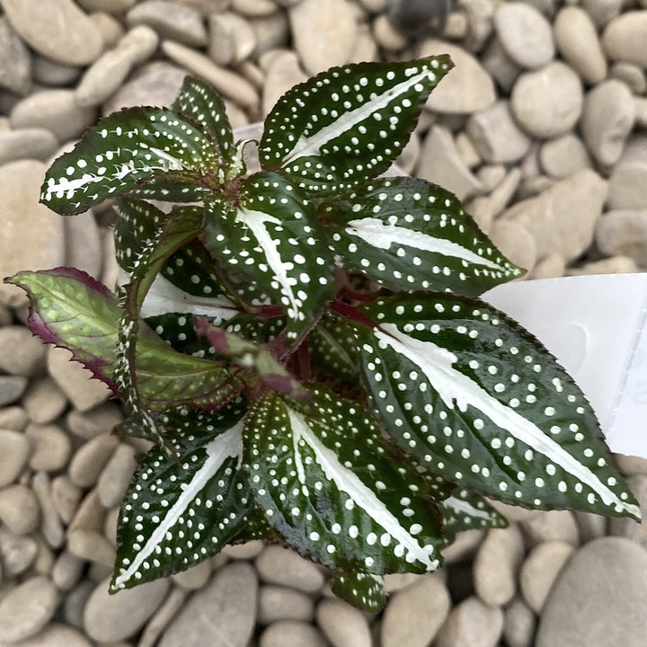 Sonerila sp. 'Green Spotted'