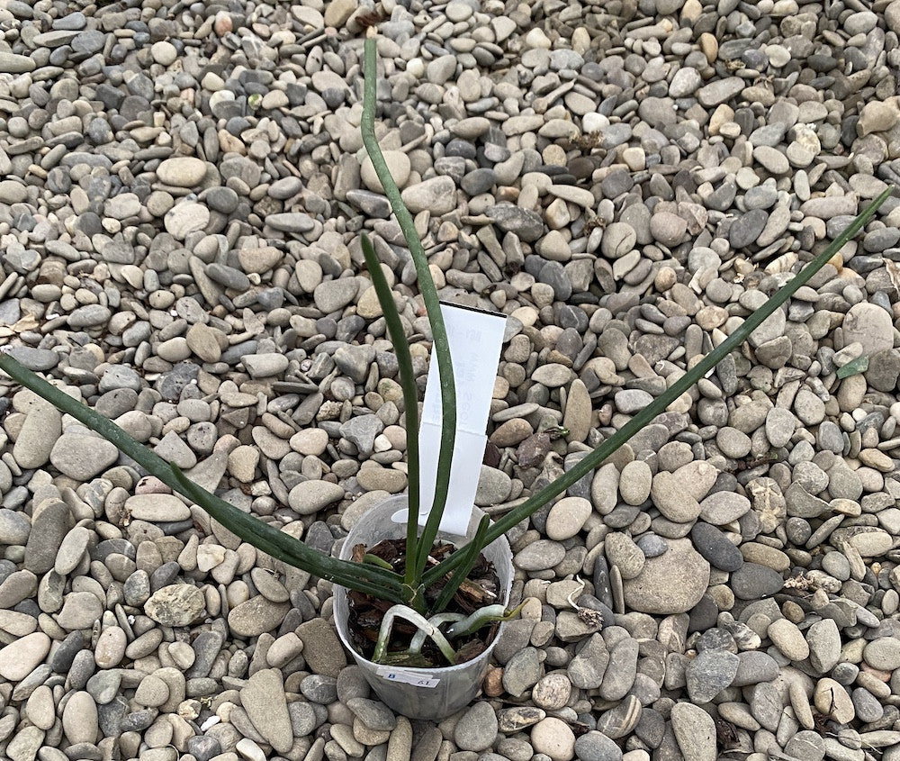 Orhidee Paraphalaenopsis laycockii