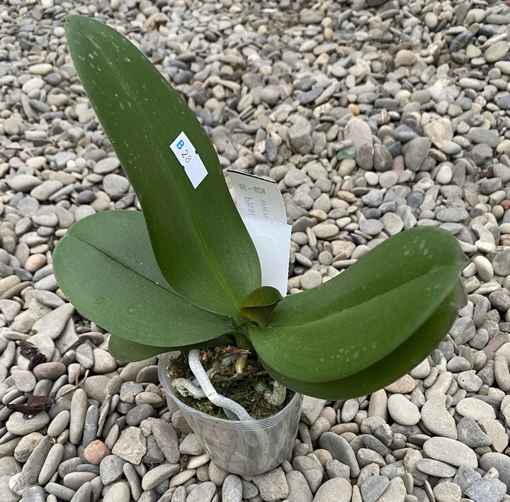 Phalaenopsis GC Reyoung Claire