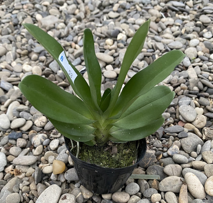 Orhidee Angraecum Crestwood 'Tomorrow Star'