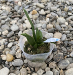 C. Chief Gem 'Red Jewel' (C. Bright Angel × C. coccinea)