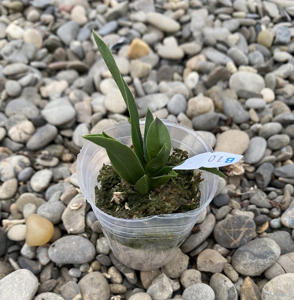 C. Chief Gem 'Red Jewel' (C. Bright Angel × C. coccinea)