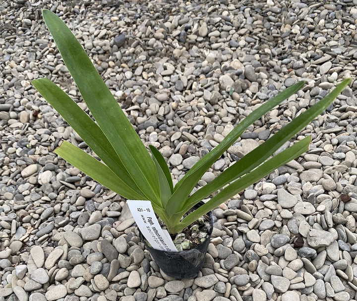 Paphiopedilum rothschildianum