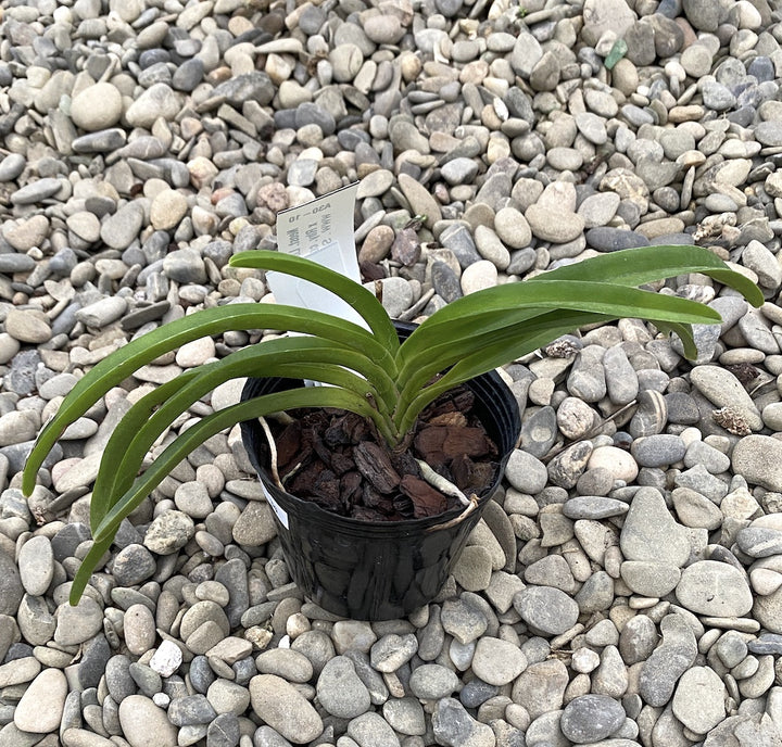 Neostylis Lou Sneary (Neof. falcata × Rhy. coelestis var. coerulea)