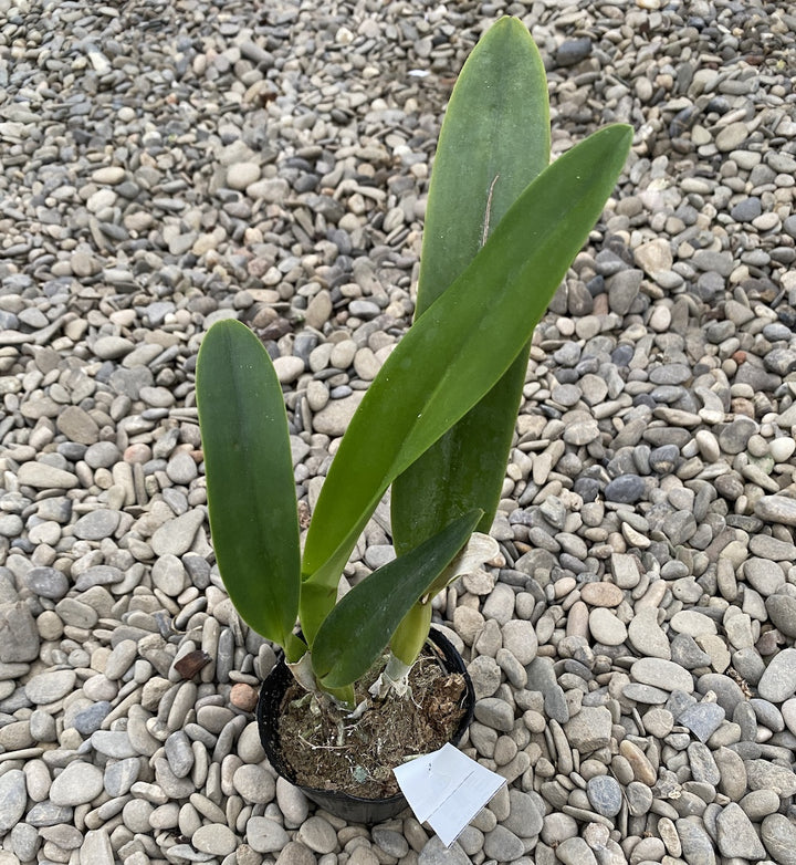 Cattleya purpurata var. russelliana *parfumata