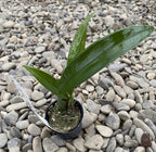 Orhidee Macradenia multiflora