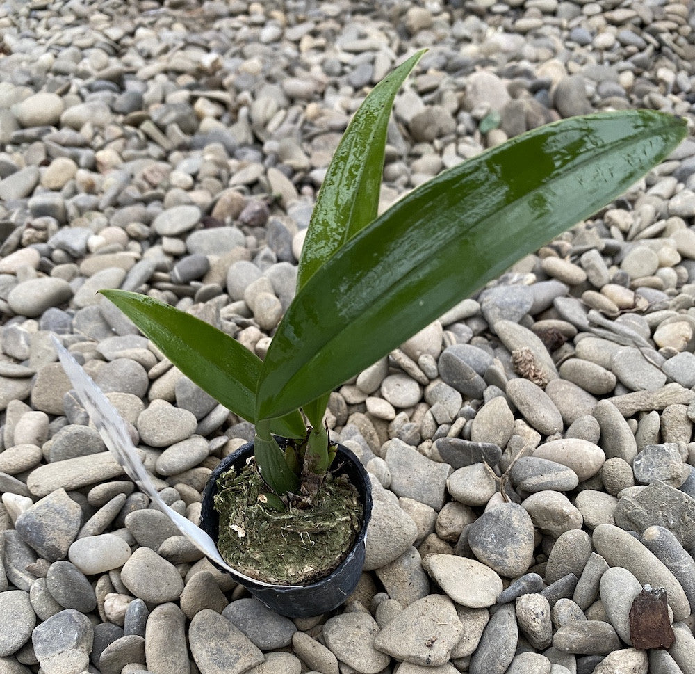 Orhidee Macradenia multiflora