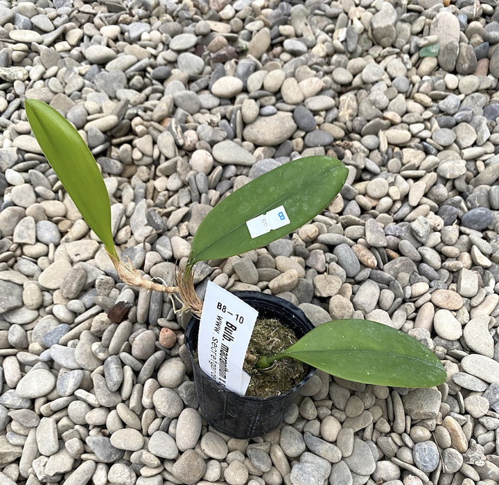 Bulbophyllum macranthum