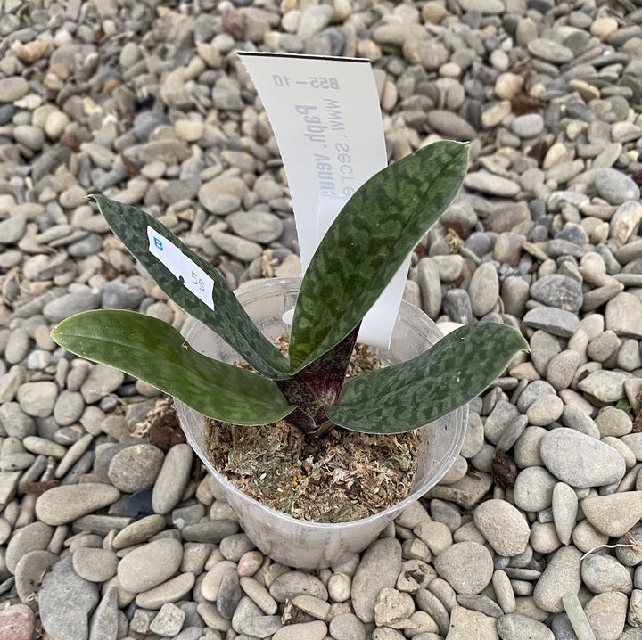 Paphiopedilum Venustum