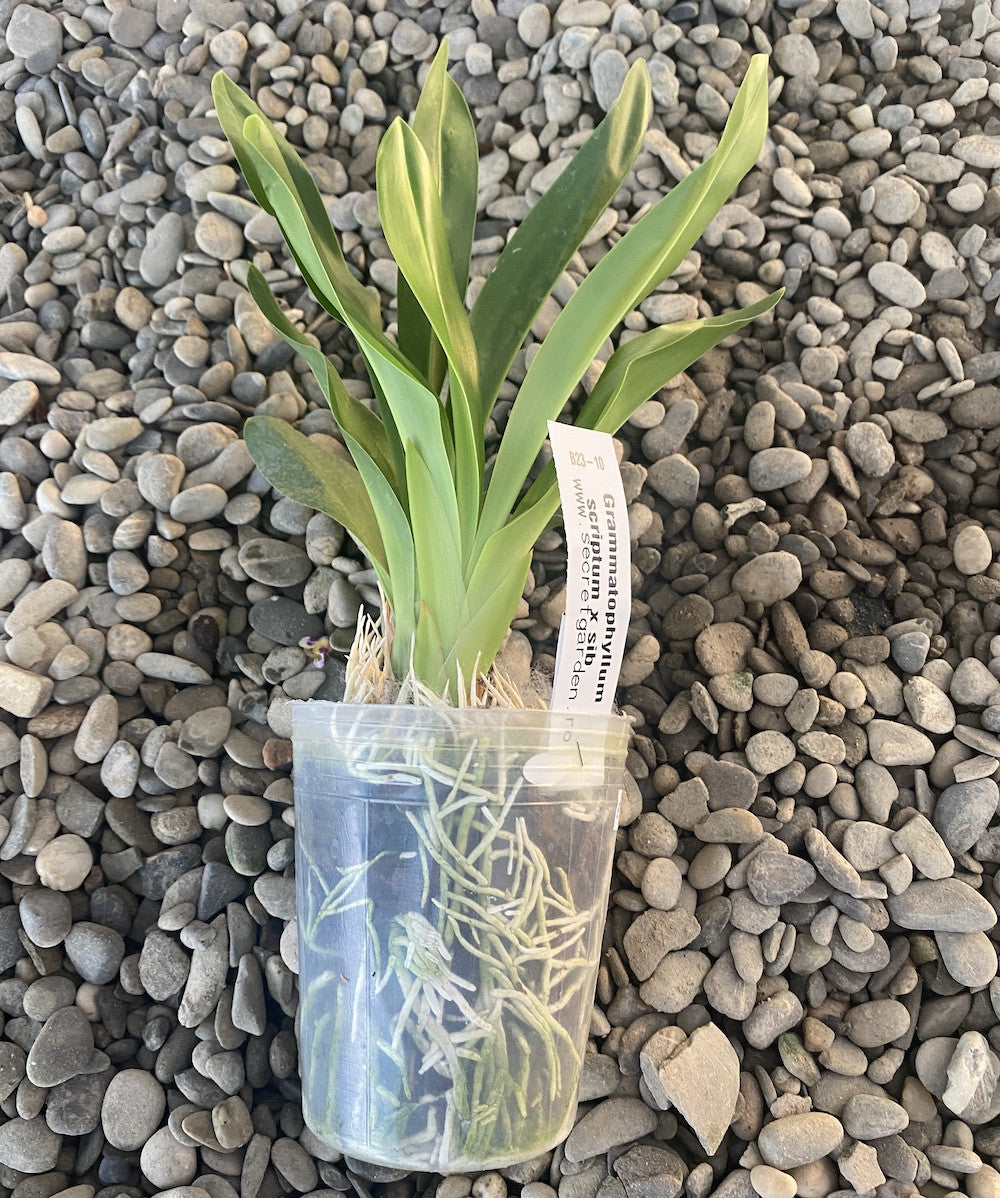 Orhidee Grammatophyllum Scriptum