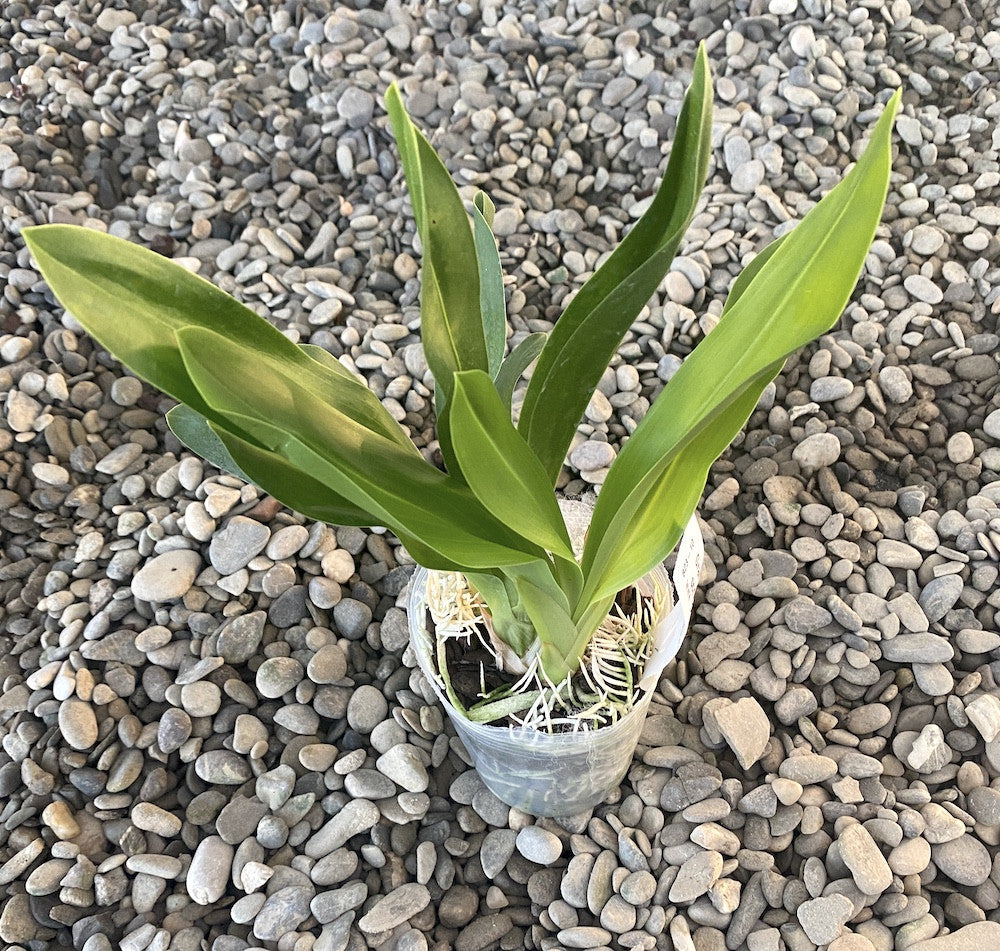 Orhidee Grammatophyllum Scriptum