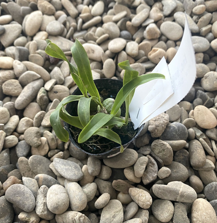 Prosthechea (Encyclia) boothiana