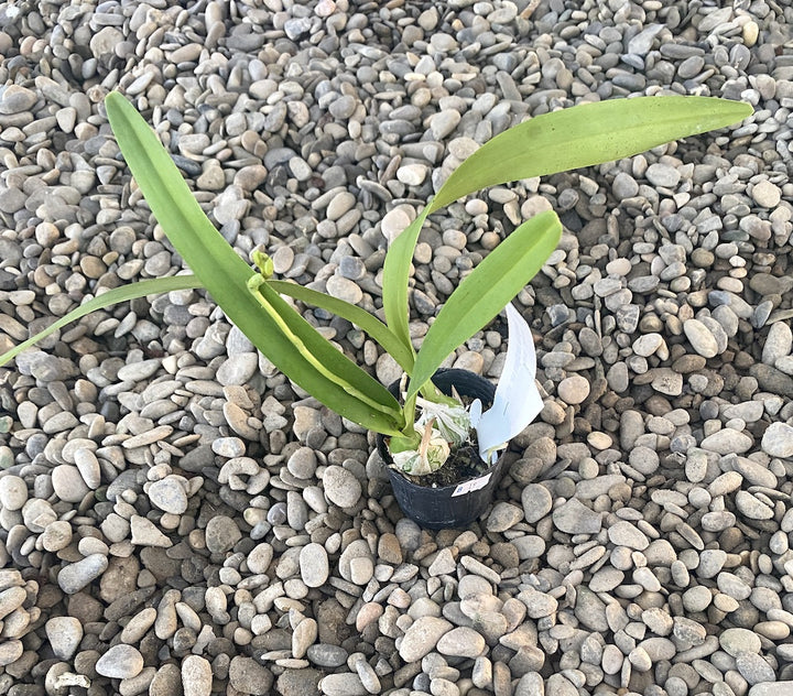 Encyclia cordigera var. alba - parfumata