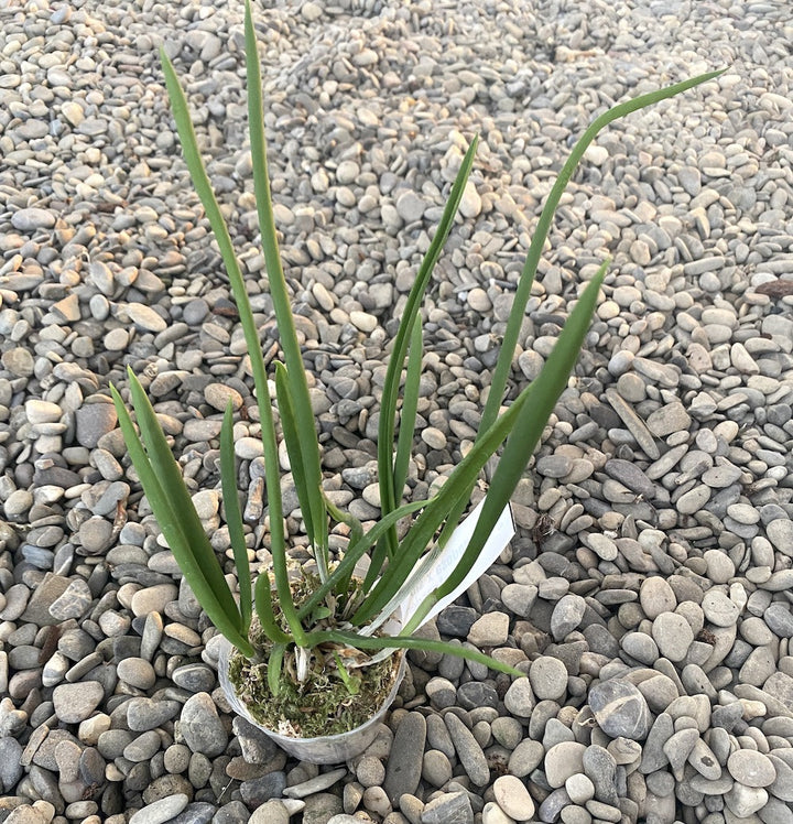 Orhidee Brassavola Nodosa parfumata