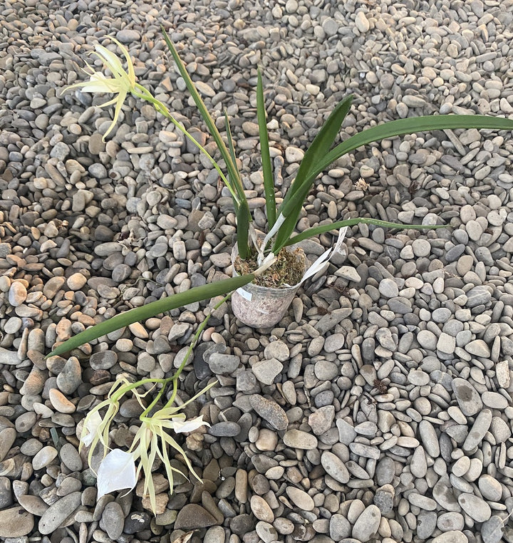 Orhidee Brassavola Nodosa parfumata