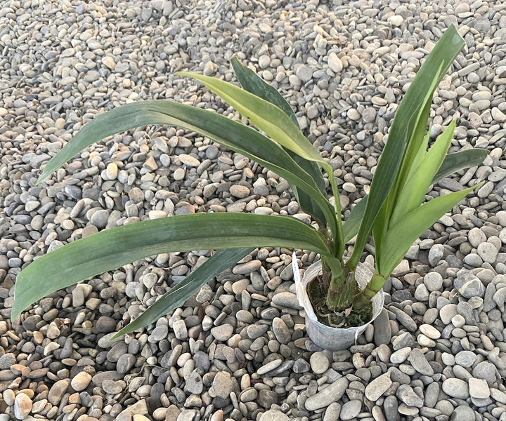 Eria floribunda - flori parfumate