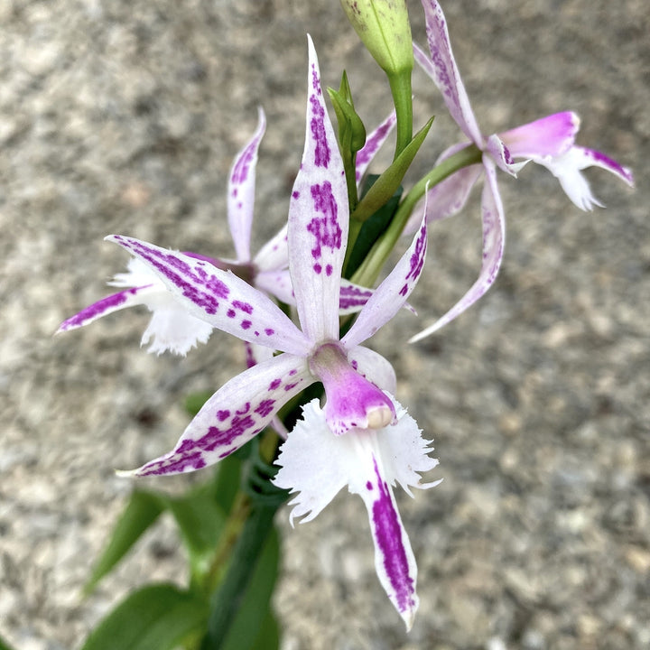 Epidendrum Barkeria (Barkeria spectabilis x Epidendrum criniferum), pret special!