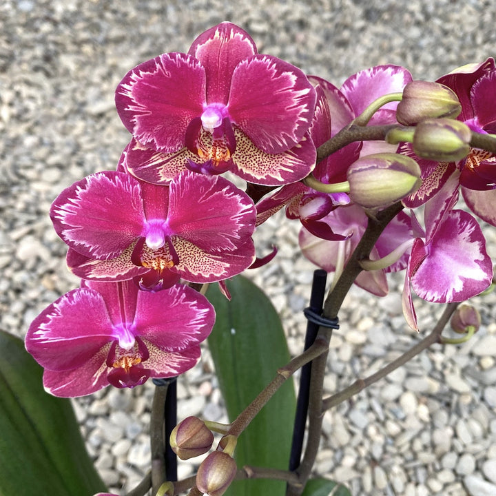 Phalaenopsis Miyo