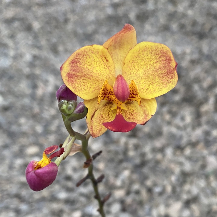 Spathoglottis Sheng Yi Rainbow