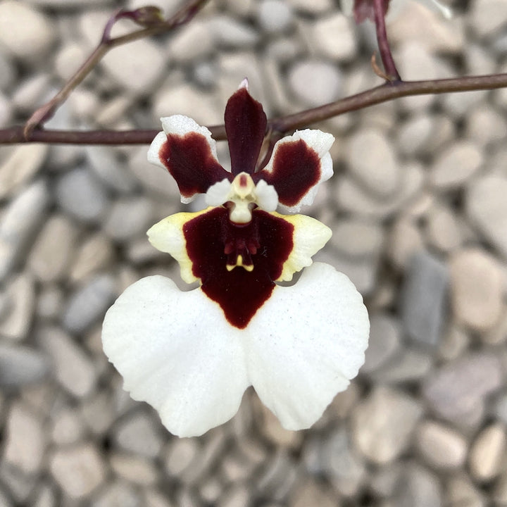 Tolumnia Jairak Flyer 'White Beauty'