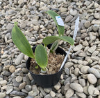 Cattleya walkeriana var. alba