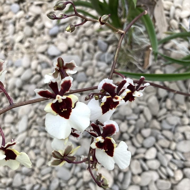 Tolumnia Jairak Flyer 'White Beauty'