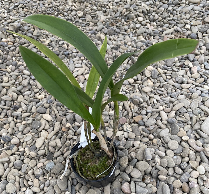 Epidendrum Stamfordianum 'Galaxy' SM/TOGA