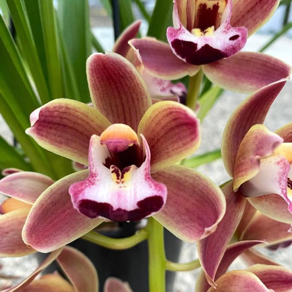 Cymbidium 'Novia' curgator de vanzare la pret special