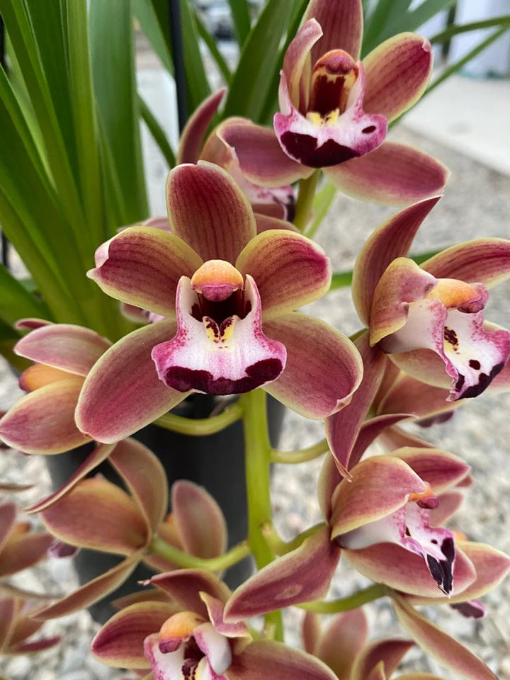 Cymbidium 'Novia' curgator de vanzare la pret special