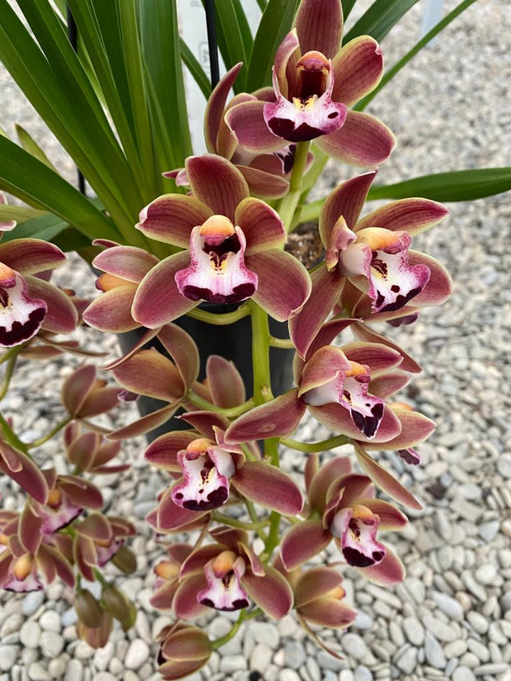 Cymbidium 'Novia' curgator de vanzare la pret special