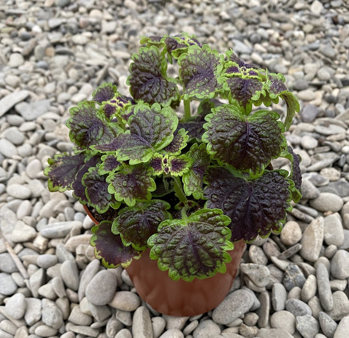 Plectranthus, numita populara si urzicuta, este o planta foarte decorativa si usor de ingrijit.