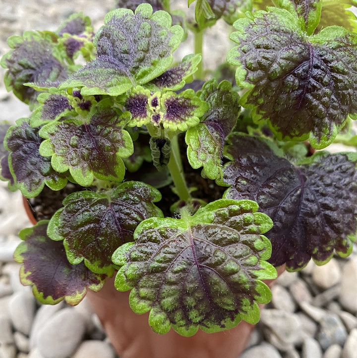 Plectranthus, numita populara si urzicuta, este o planta foarte decorativa si usor de ingrijit.