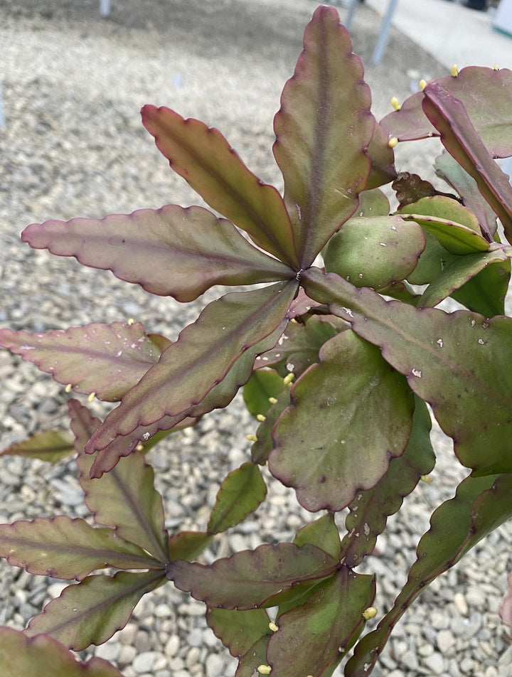 Rhipsalis elliptica