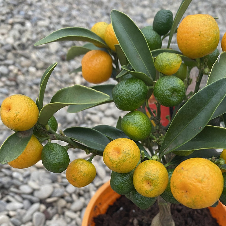 Citrus kumquat Olalia cu fructe comestibile (Citrina)