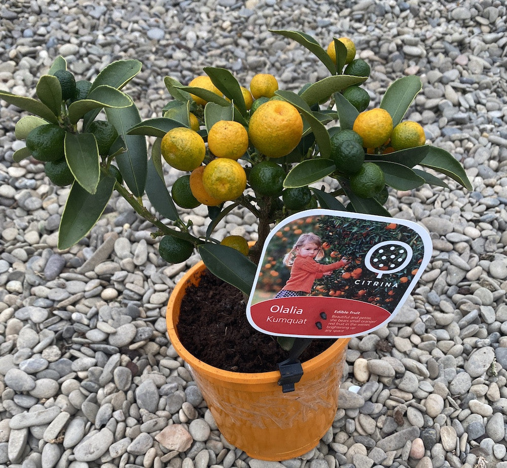 Citrus kumquat Olalia cu fructe comestibile (Citrina)