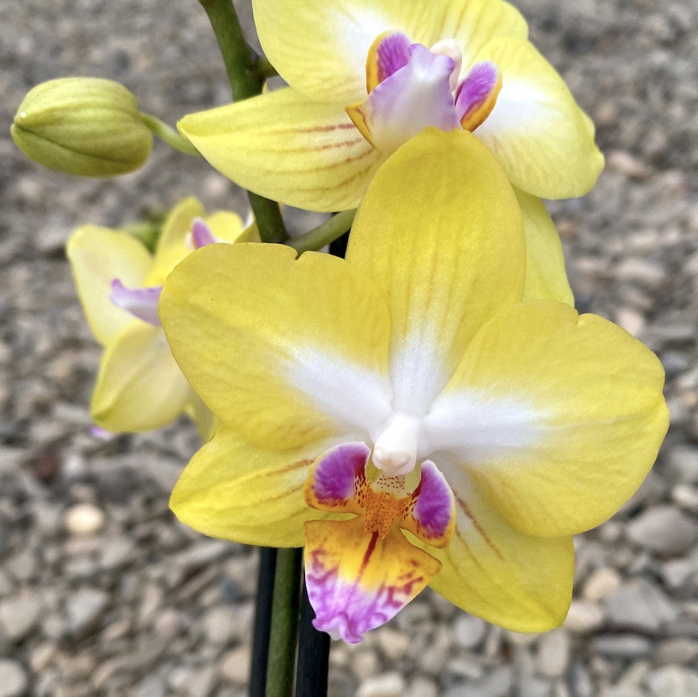 Orhidee Phalaenopsis Sweet Girl