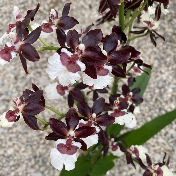 Orhidee Colmanara Black Pearl