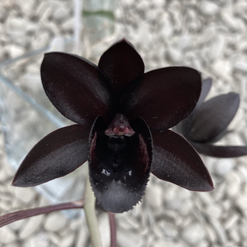 Orhidee neagra Fredclarkeara After Dark 'SVO Black Pearl' FCC/AOS