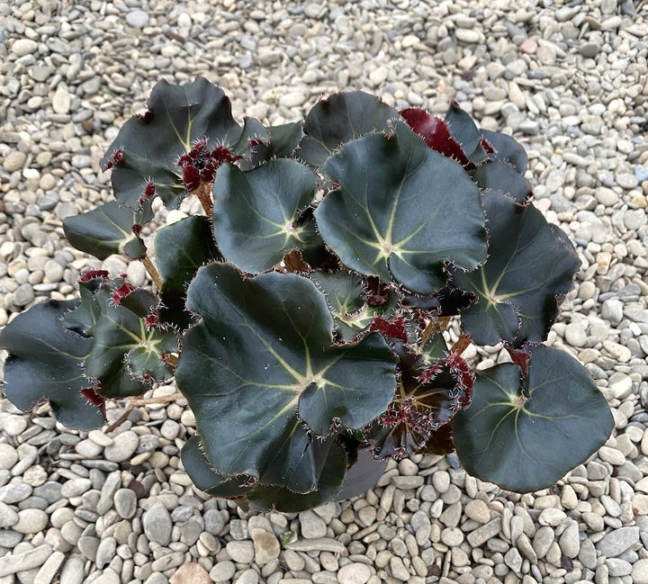 Begonia Jungle Black