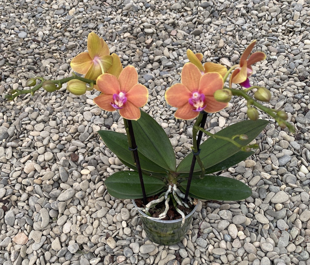 Phalaenopsis Paprika multiflora