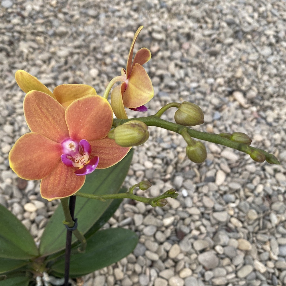 Phalaenopsis Paprika multiflora