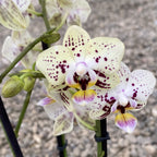 Phalaenopsis Special Yellow multiflora