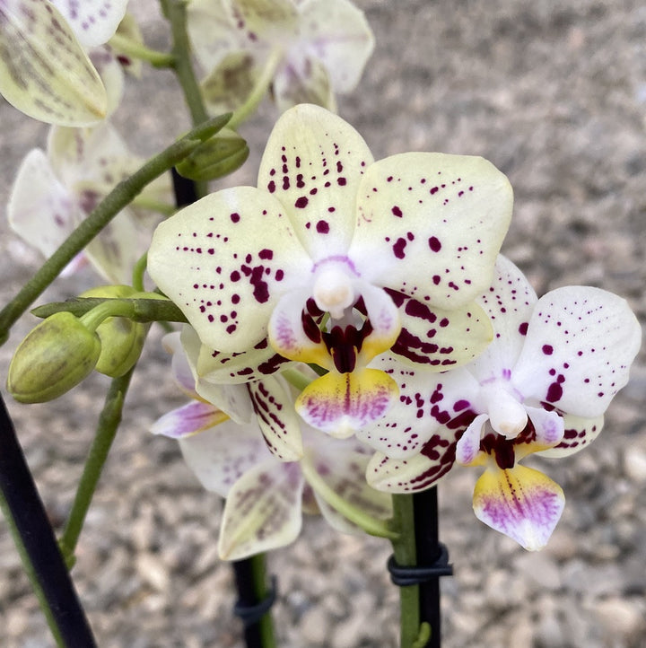 Phalaenopsis Special Yellow multiflora