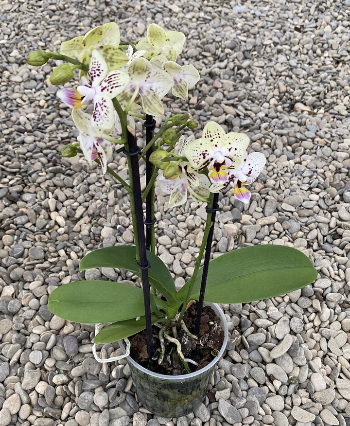 Phalaenopsis Special Yellow multiflora