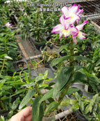 Dendrobium Hamana Lake 'Prism'