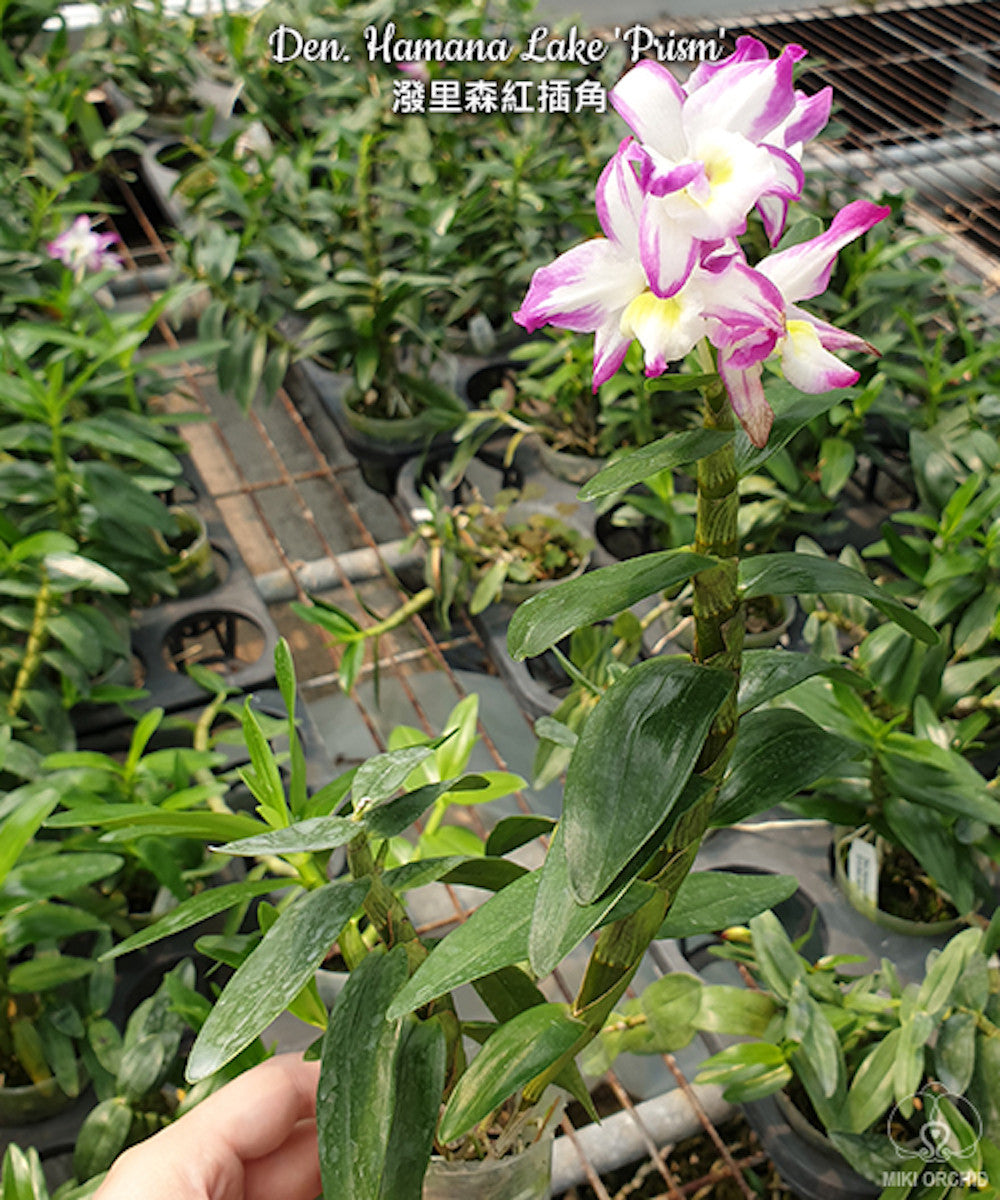 Dendrobium Hamana Lake 'Prism'