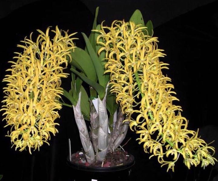 Dendrobium speciosum 'Golden Rain' × self - flori parfumate