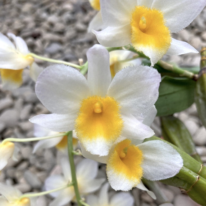 Orhidee Dendrobium Farmeri