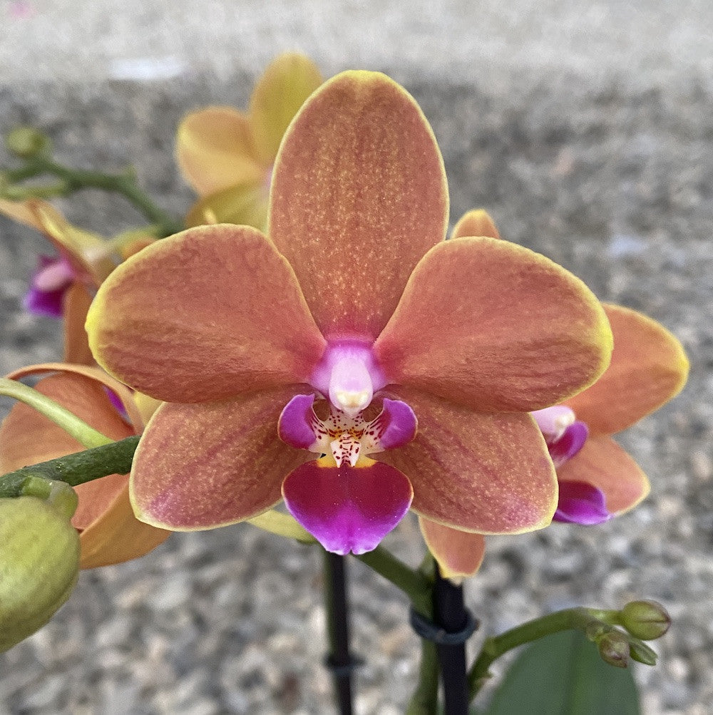 Phalaenopsis Paprika multiflora