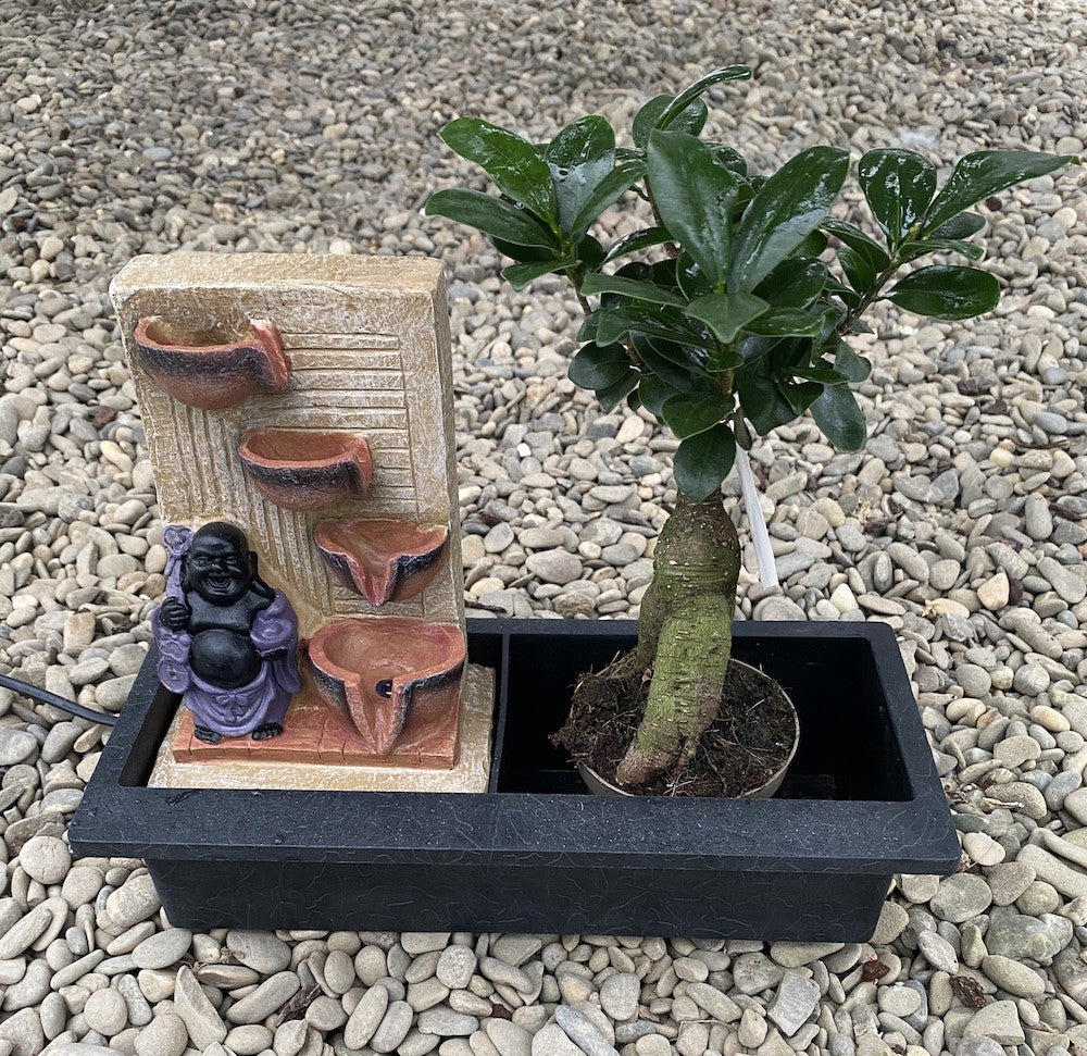 Bonsai Ficus Ginseng - Waterfall Buddha